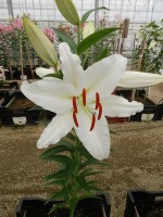 [4252 Ice Dancer 2N No02.JPG]